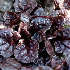 AJUGA_REPTANS_BLACK_SCALLOP.jpg