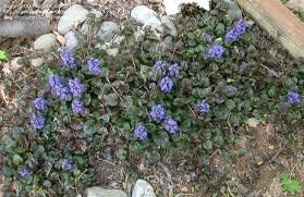 AJUGA_REPTANS_BLACK_SCALLOP_2.jpg