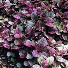 AJUGA_REPTANS_BURGUNDY_GLOW.jpg