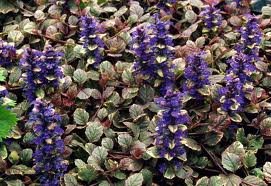 AJUGA_REPTANS_BURGUNDY_GLOW_2.jpg