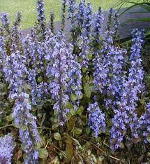 AJUGA_REPTANS_RUBRA.jpg