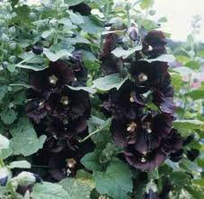 ALCEA_ROSEA_BLACKNIGHT.jpg