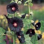 ALCEA_ROSEA_BLACKNIGHT_2.jpg