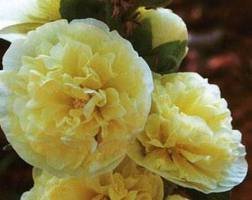 ALCEA_ROSEA_CHATER__S_DOUBLE_JAUNE.jpg