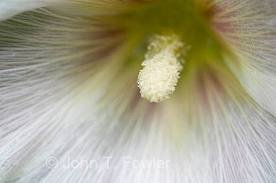 ALCEA_ROSEA_HEIRLOOM.jpg