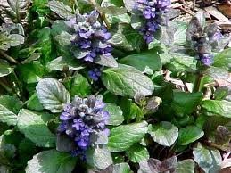 ajuga_reptans_catlins_giant.jpg