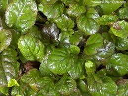 ajuga_reptans_catlins_giant_2.jpg