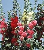 alcea_rosea_chaters_double_blanc_2.jpg