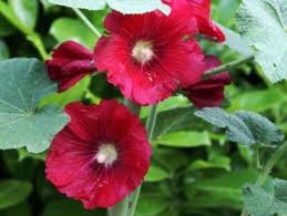 vivace_ALCEA_ROSEA_MARS_MAGIC.jpg