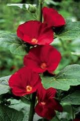 vivace_ALCEA_ROSEA_MARS_MAGIC_2.jpg